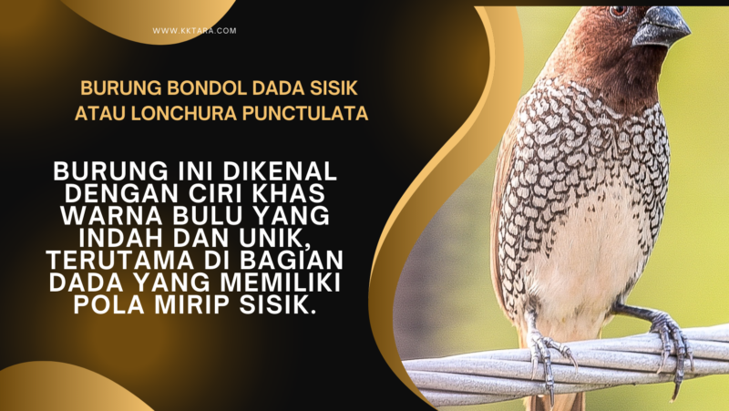 Burung Bondol Dada Sisik atau lonchura punctulata