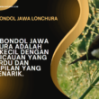 Burung Bondol Jawa Lonchura