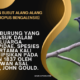 Burung Bubut alang-alang (Centropus Bengalensis)