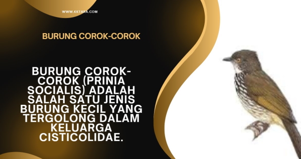 Burung Corok-corok