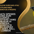 Burung Cucak Kuricang atau Kutilang Emas (Pycnonotus Atriceps)