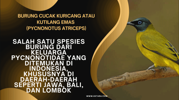 Burung Cucak Kuricang atau Kutilang Emas (Pycnonotus Atriceps)