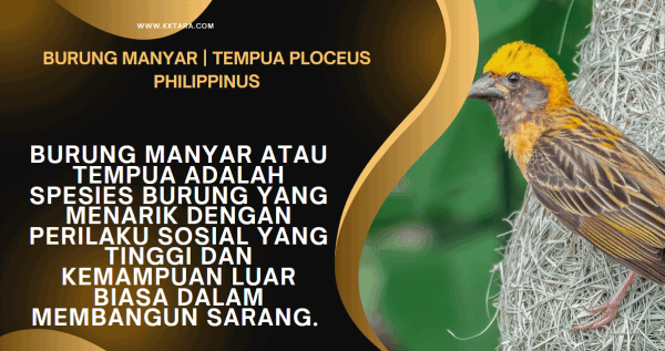 Burung Manyar | Tempua Ploceus Philippinus