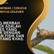 Burung Merbah / Cerucuk pycnonotus golavier