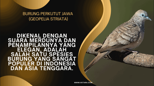 Burung Perkutut Jawa (Geopelia Striata)