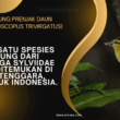 Burung Prenjak Daun (Phylloscopus Trivirgatus)