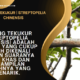 Burung Tekukur | Streptopelia Chinensis