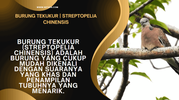 Burung Tekukur | Streptopelia Chinensis