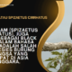 Burung Elang Hitam / Spizaetus Cirrhatus