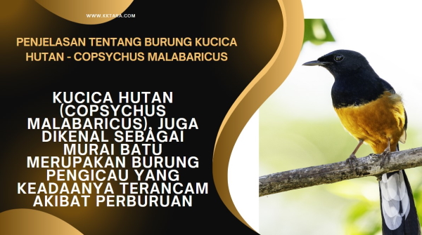 Penjelasan tentang Burung Kucica Hutan | Copsychus Malabaricus