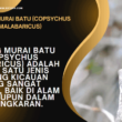 Burung murai batu (copsychus malabaricus)