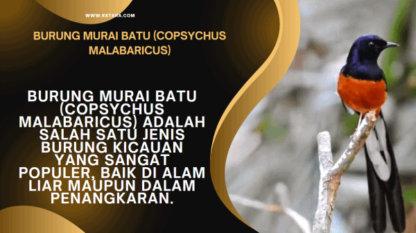 Burung murai batu (copsychus malabaricus)